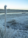 SX17093 Frost covered grass helm.jpg